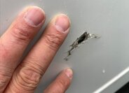 Iveco Daily Skříň 2,3 l 0