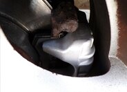 Škoda Fabia Kombi 1,9 l 74 kw