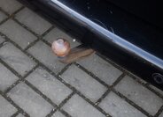 Volkswagen California Kombi 2,0 l 103 kw